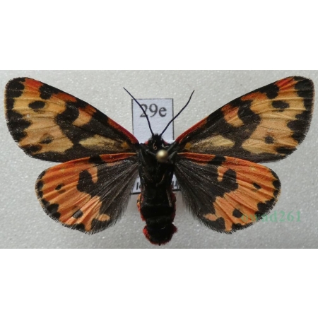 Parasemia plantaginis (Linnaeus, 1758) female reverse Niedźwiedziówka babkówka, misiówka czwórka Poland29e